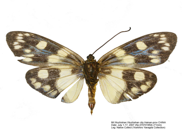 FUTAO（FUTAO会）1～56号 Entomological journal of FUTAO-KAI